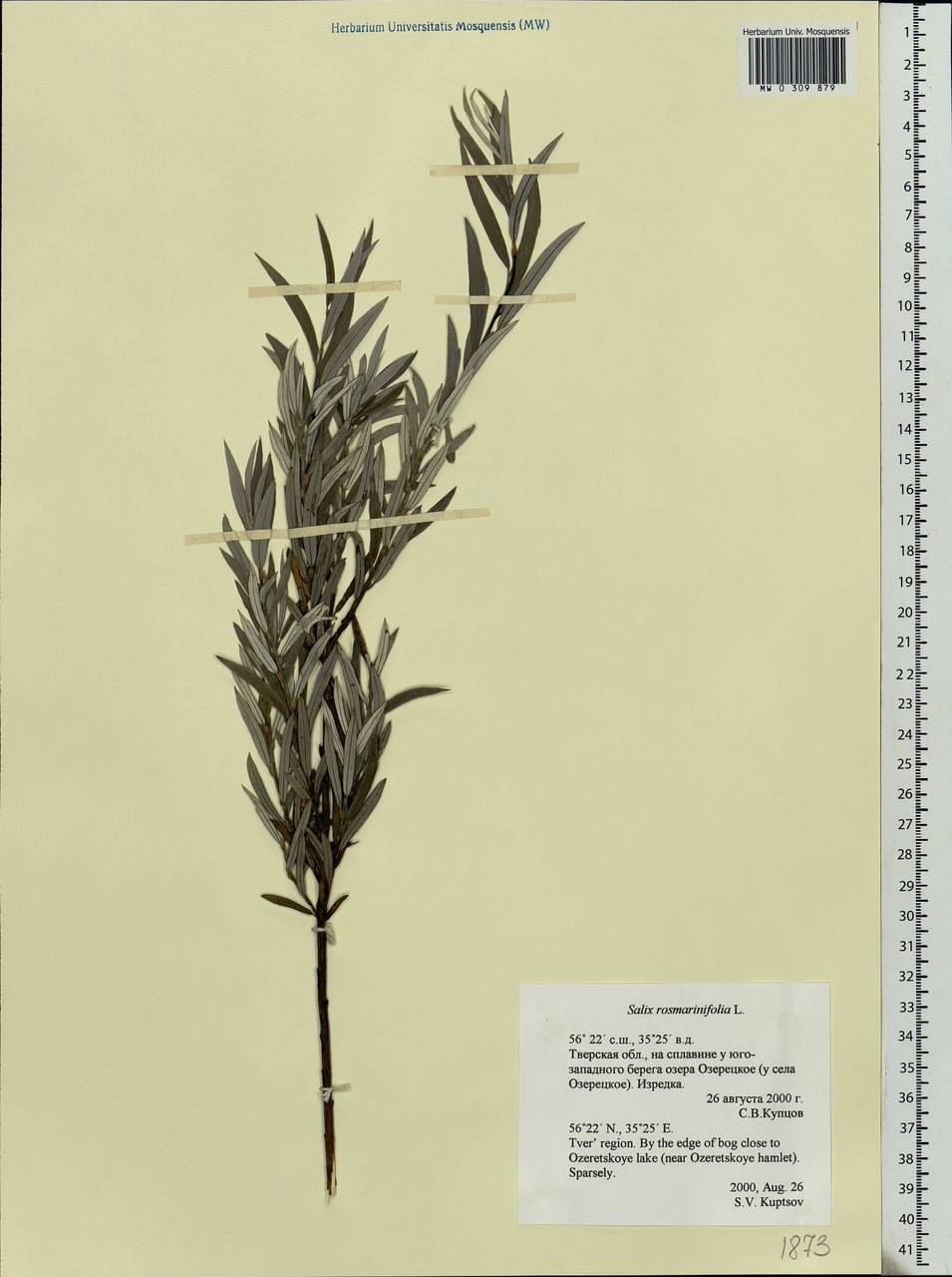 Salix rosmarinifolia L., Eastern Europe, North-Western region (E2) (Russia)