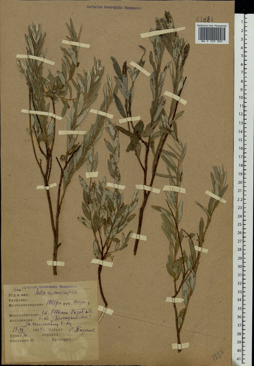 Salix rosmarinifolia L., Eastern Europe, North-Western region (E2) (Russia)