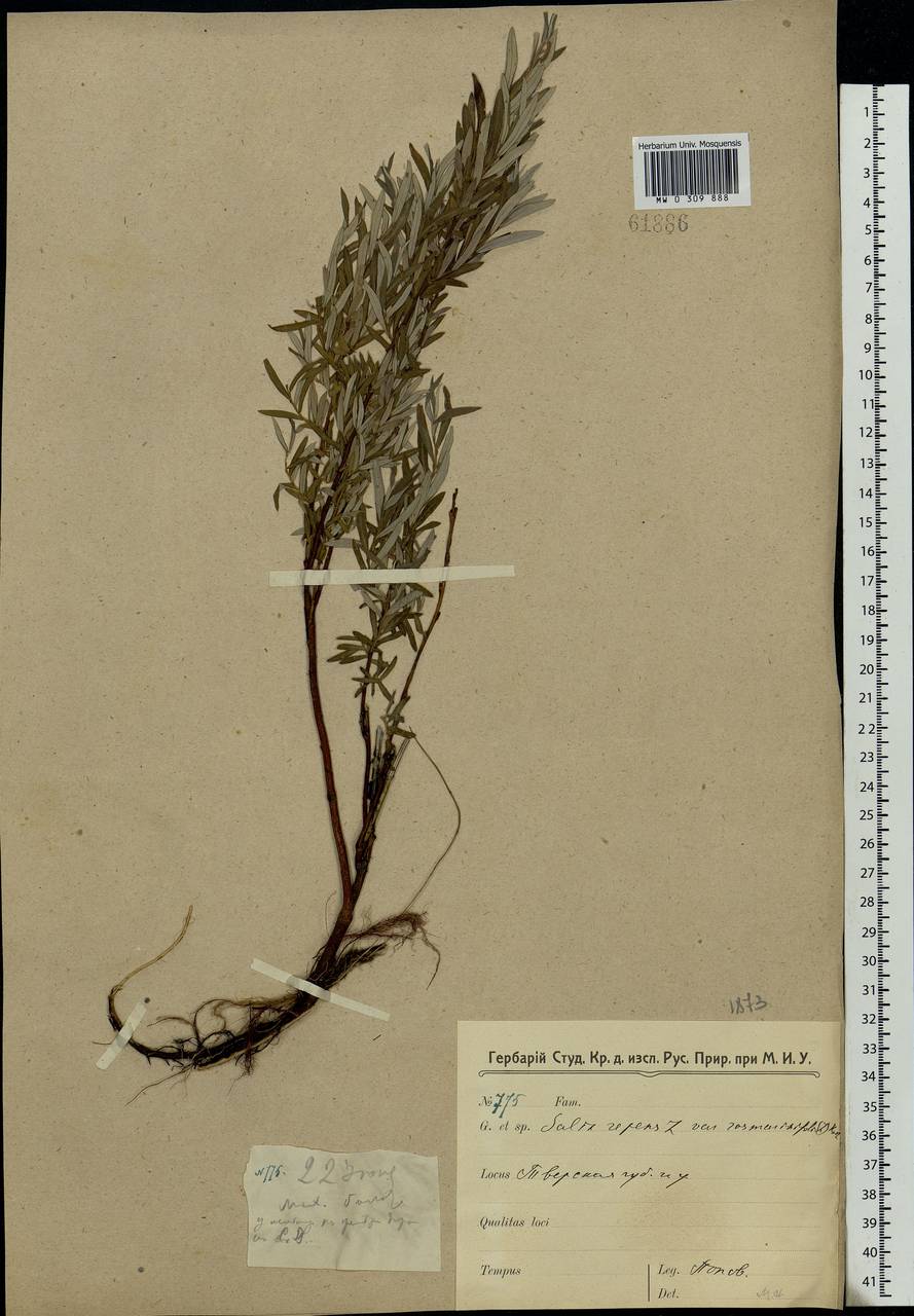 Salix rosmarinifolia L., Eastern Europe, North-Western region (E2) (Russia)