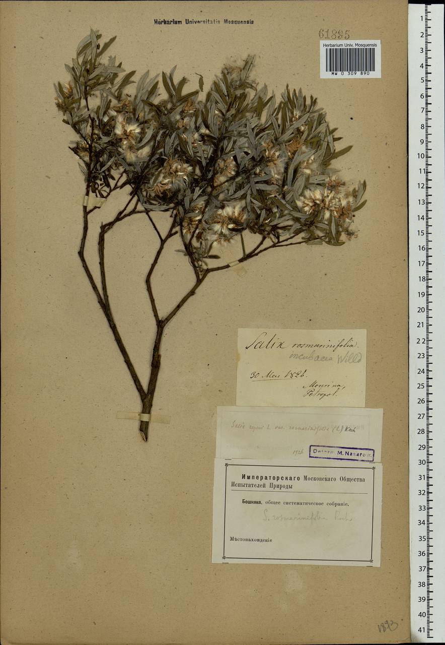 Salix rosmarinifolia L., Eastern Europe, North-Western region (E2) (Russia)