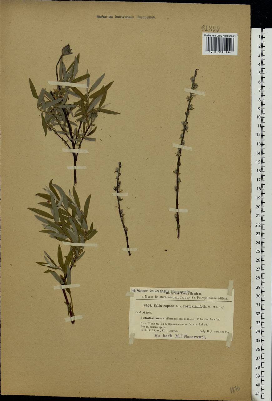 Salix rosmarinifolia L., Eastern Europe, North-Western region (E2) (Russia)