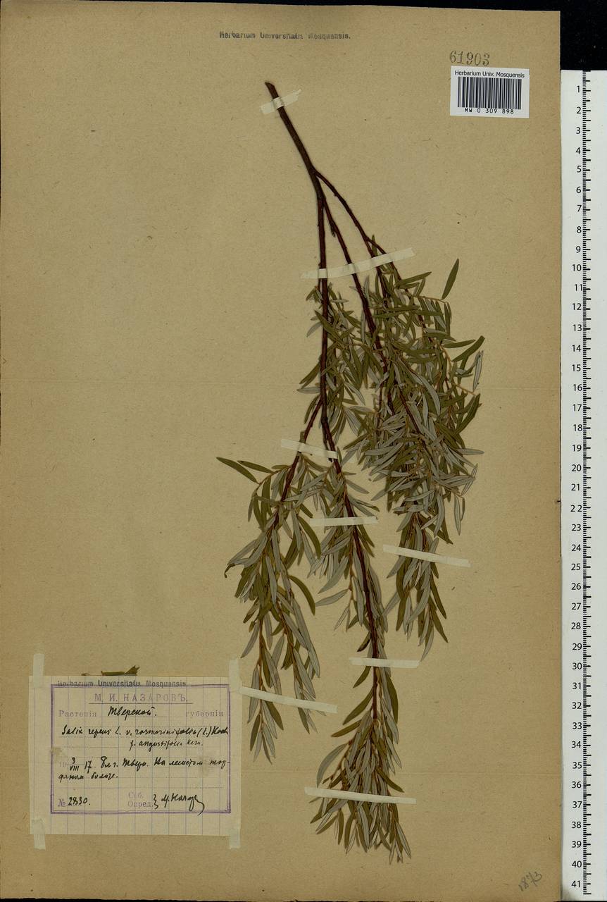 Salix rosmarinifolia L., Eastern Europe, North-Western region (E2) (Russia)