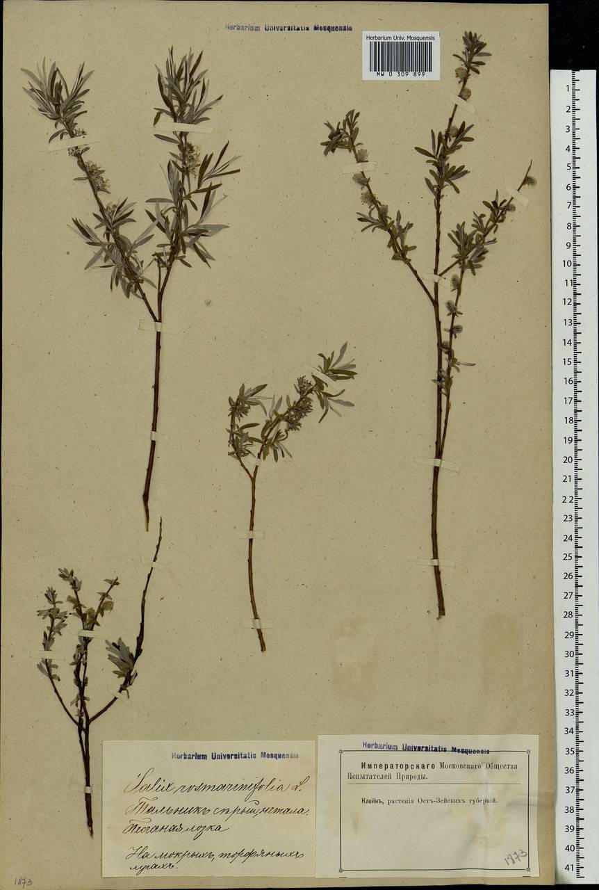 Salix rosmarinifolia L., Eastern Europe, Latvia (E2b) (Latvia)
