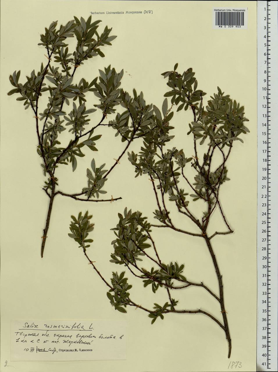 Salix rosmarinifolia L., Eastern Europe, North-Western region (E2) (Russia)