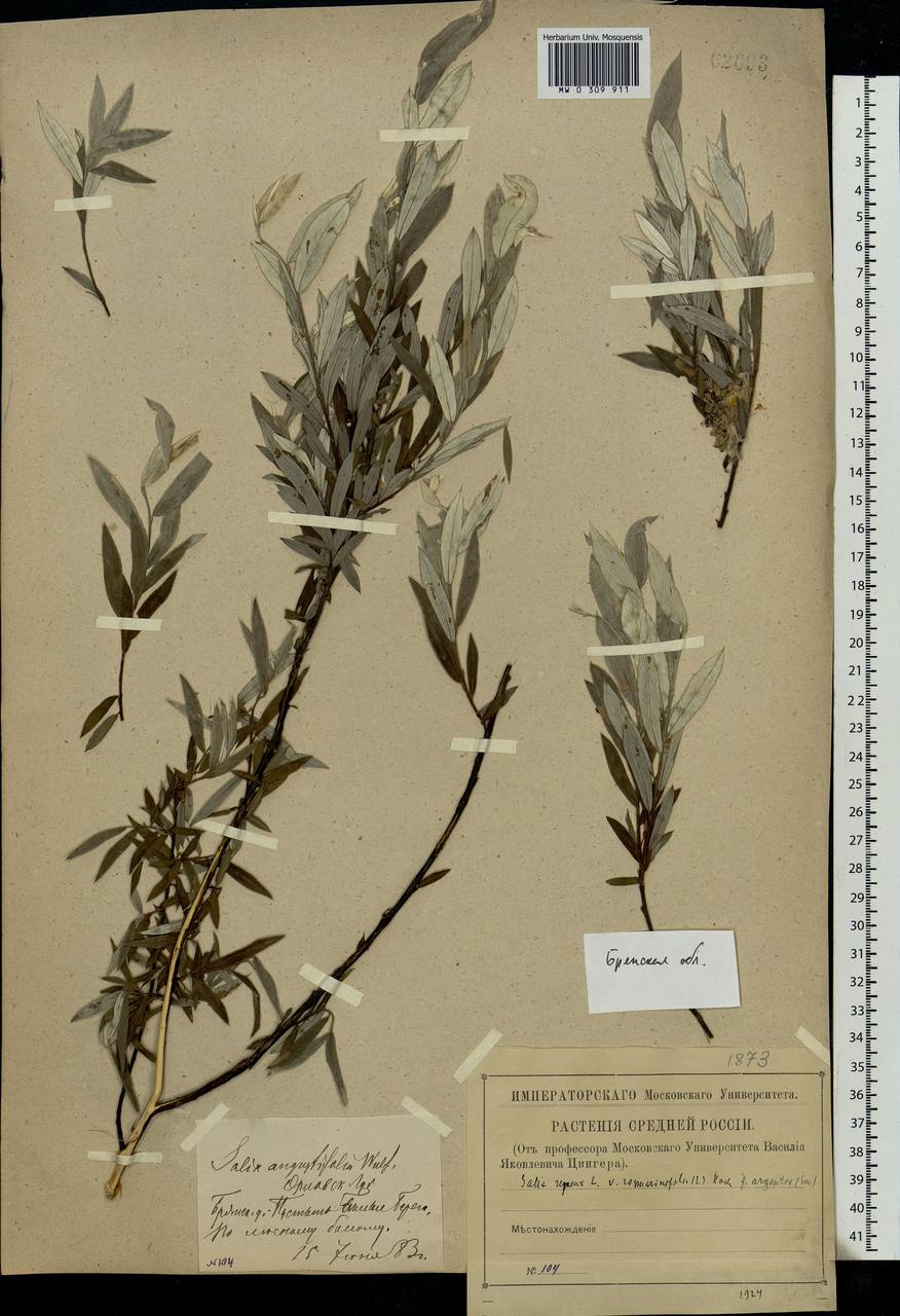 Salix rosmarinifolia L., Eastern Europe, Western region (E3) (Russia)