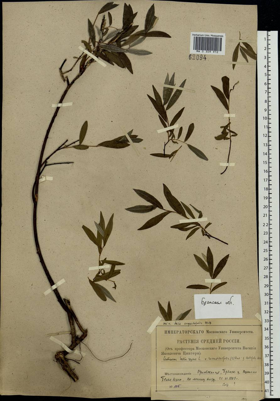 Salix rosmarinifolia L., Eastern Europe, Western region (E3) (Russia)