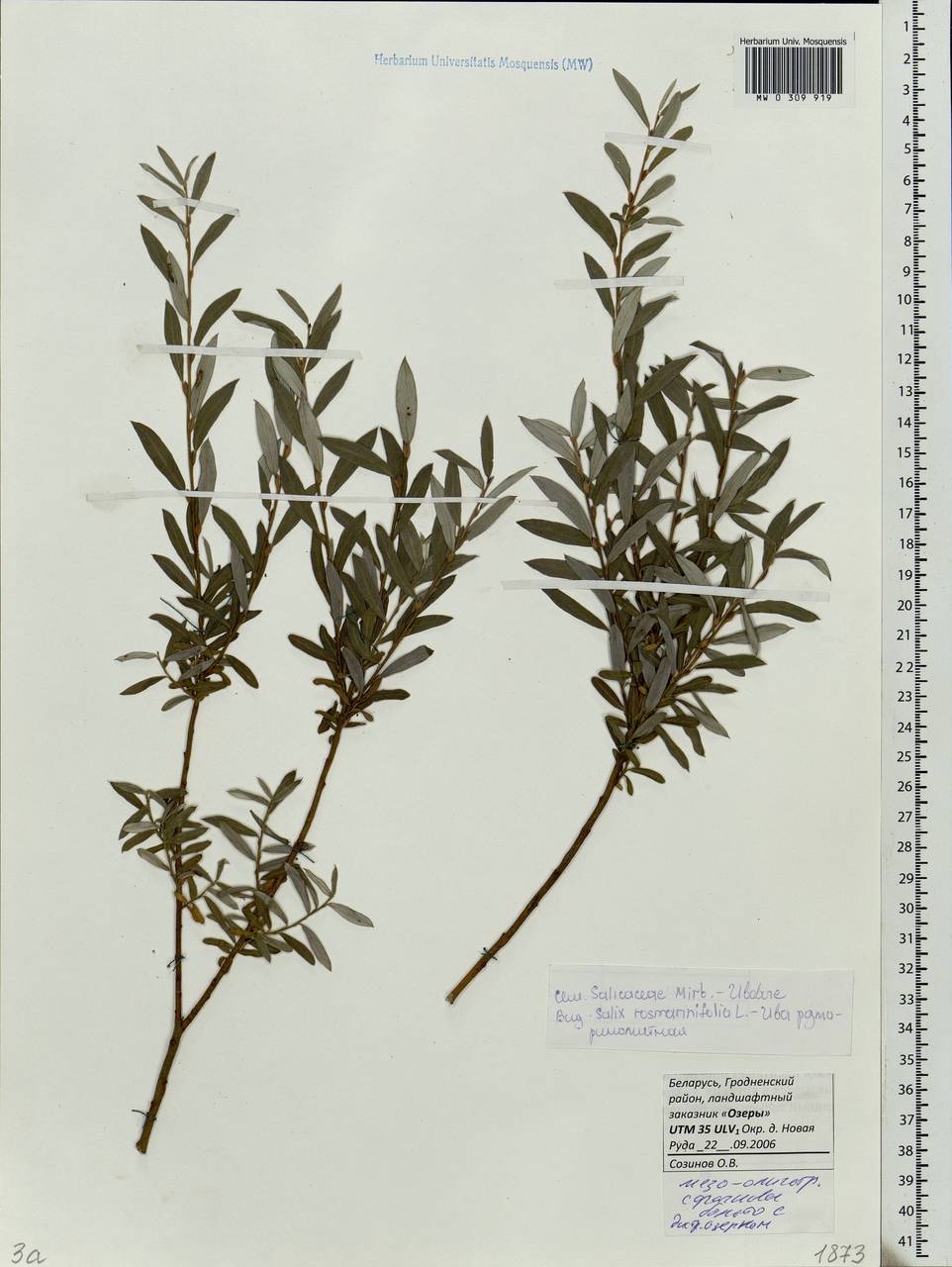 Salix rosmarinifolia L., Eastern Europe, Belarus (E3a) (Belarus)