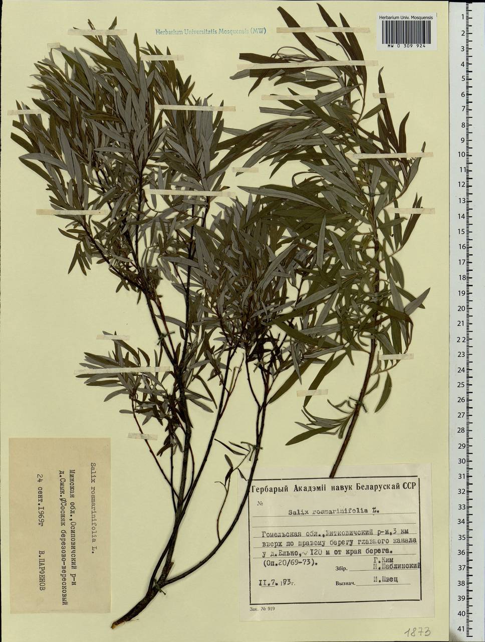 Salix rosmarinifolia L., Eastern Europe, Belarus (E3a) (Belarus)
