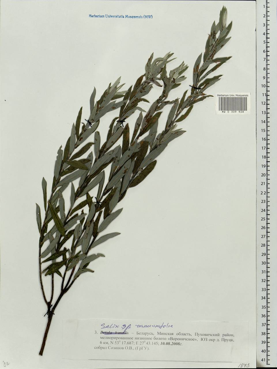 Salix rosmarinifolia L., Eastern Europe, Belarus (E3a) (Belarus)