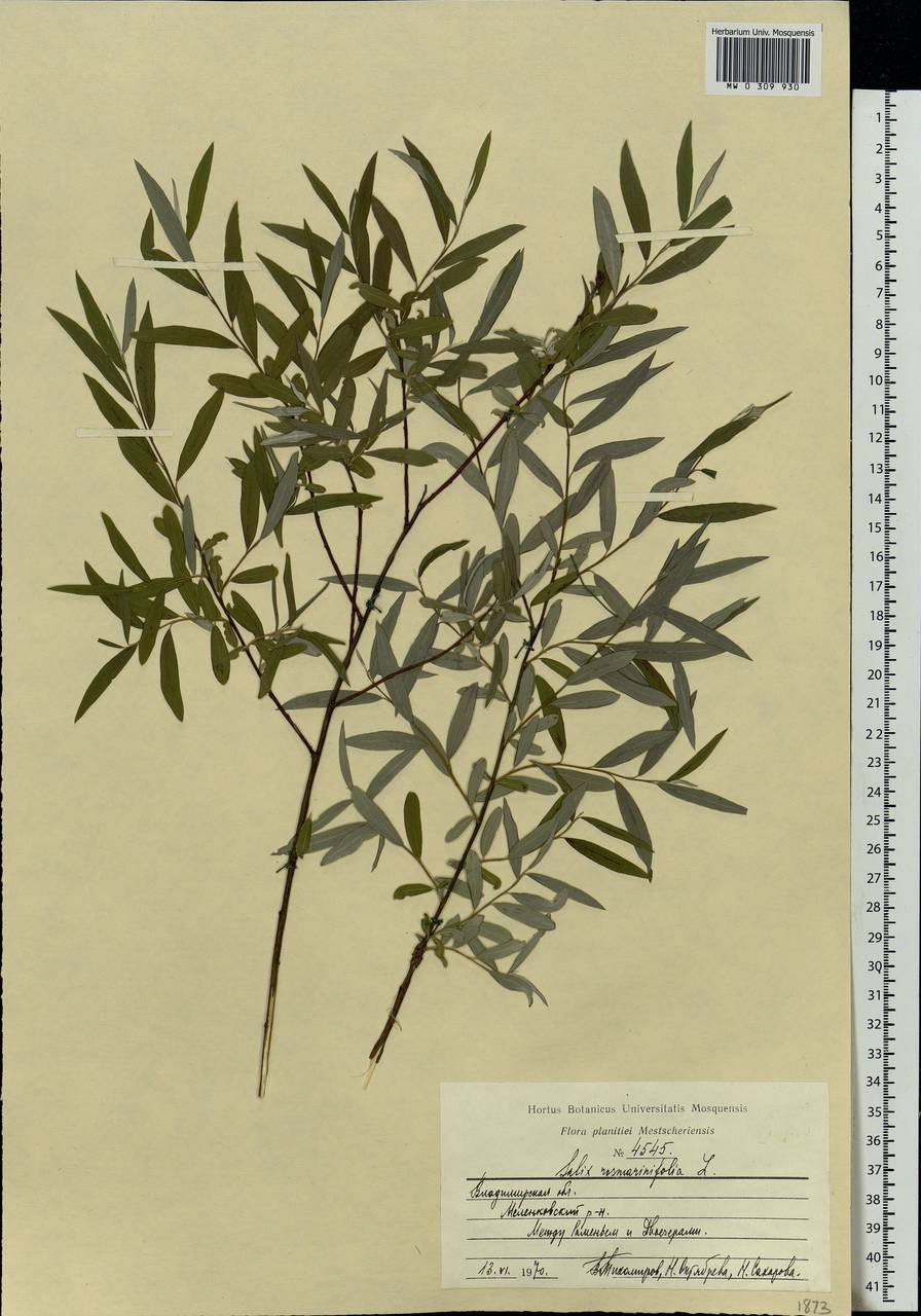 Salix rosmarinifolia L., Eastern Europe, Central region (E4) (Russia)