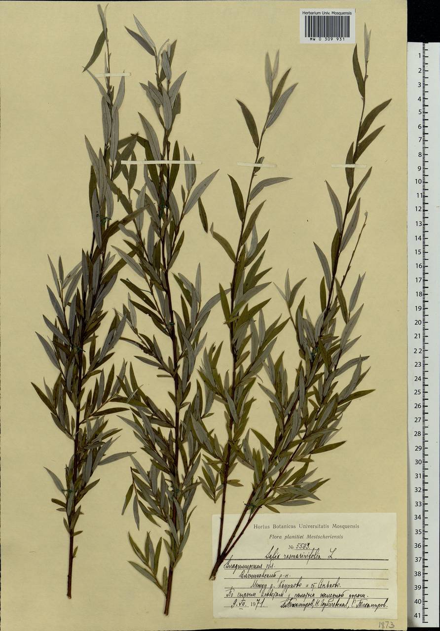 Salix rosmarinifolia L., Eastern Europe, Central region (E4) (Russia)