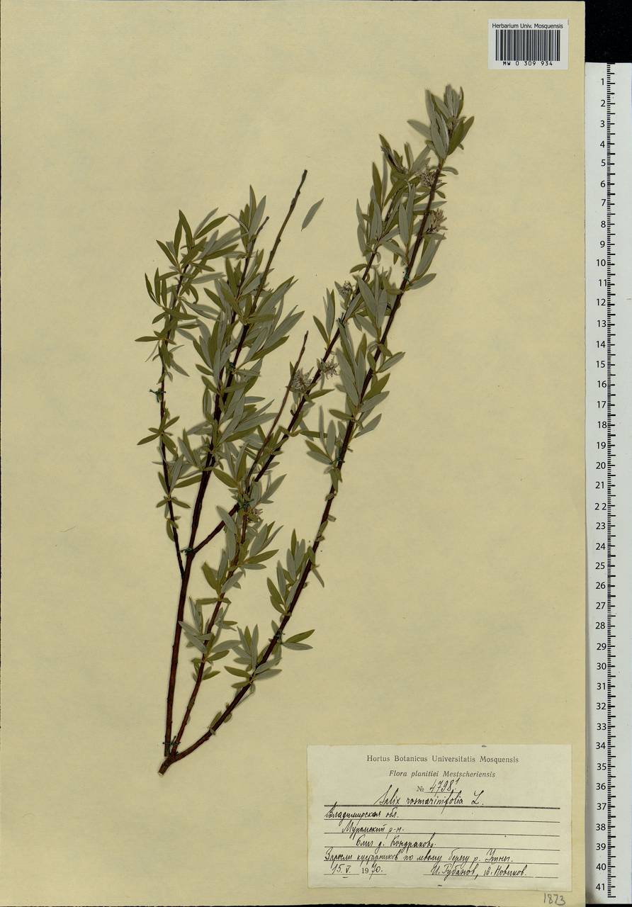 Salix rosmarinifolia L., Eastern Europe, Central region (E4) (Russia)