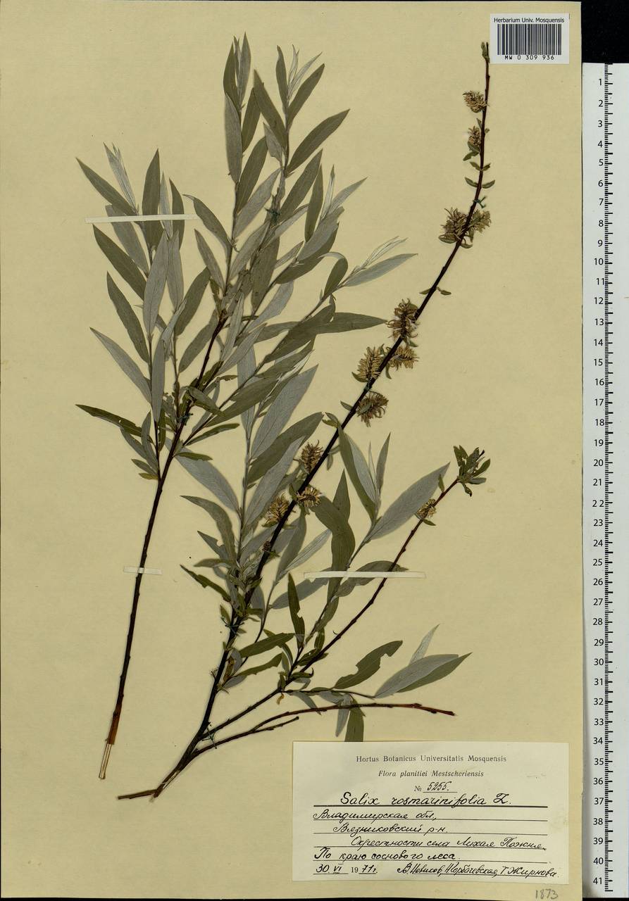 Salix rosmarinifolia L., Eastern Europe, Central region (E4) (Russia)