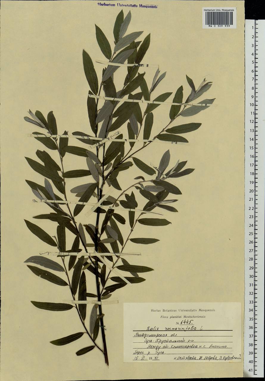 Salix rosmarinifolia L., Eastern Europe, Central region (E4) (Russia)