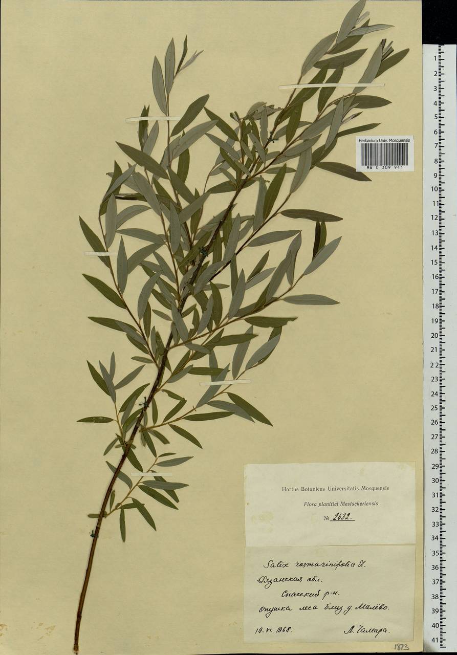 Salix rosmarinifolia L., Eastern Europe, Central region (E4) (Russia)