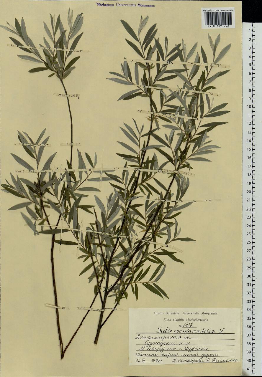 Salix rosmarinifolia L., Eastern Europe, Central region (E4) (Russia)