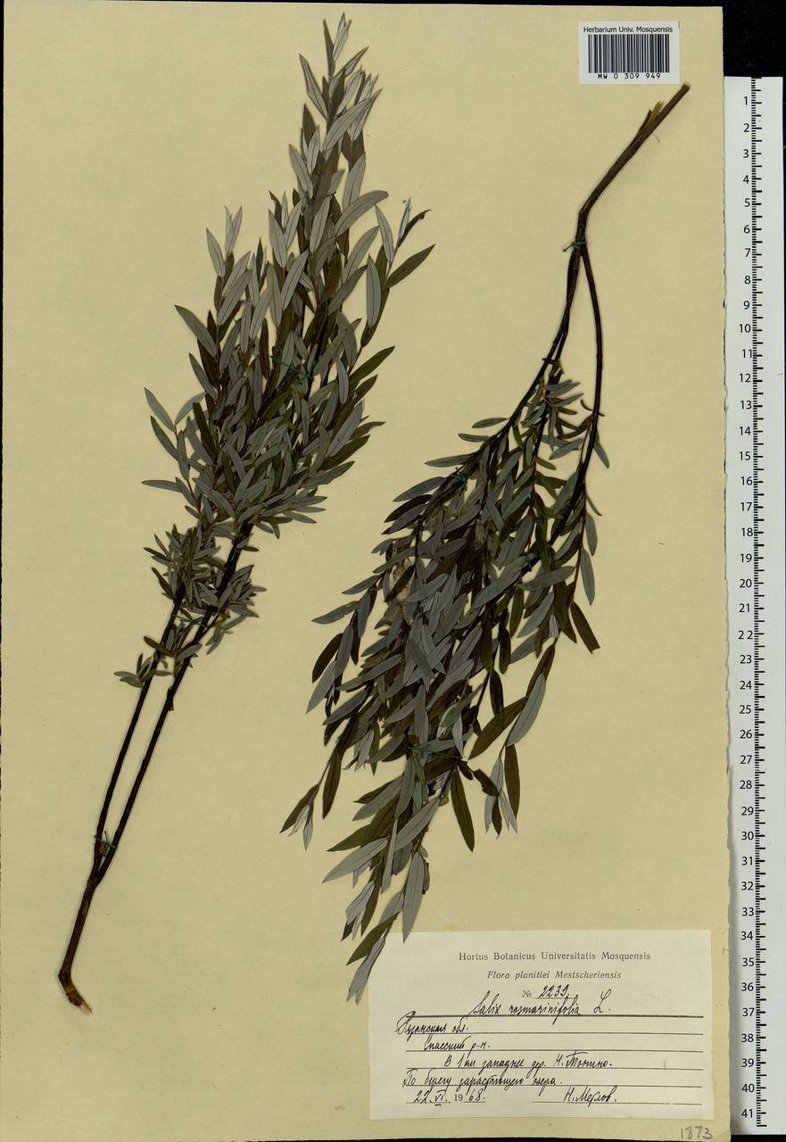 Salix rosmarinifolia L., Eastern Europe, Central region (E4) (Russia)