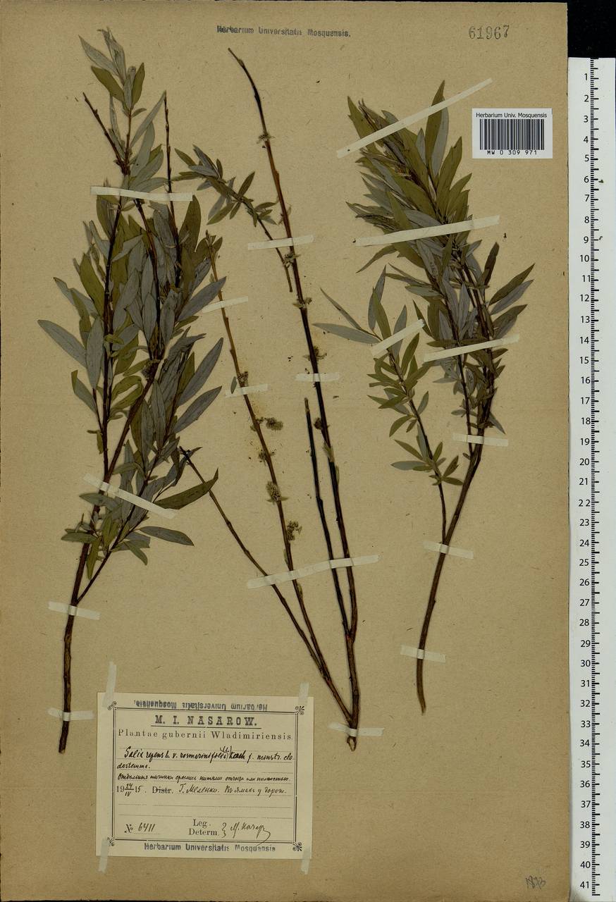 Salix rosmarinifolia L., Eastern Europe, Central region (E4) (Russia)