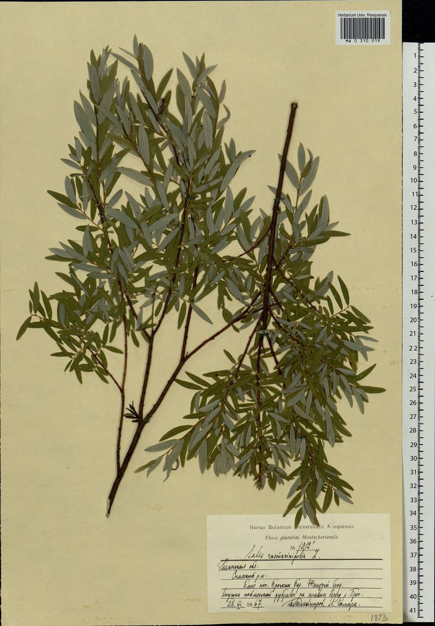 Salix rosmarinifolia L., Eastern Europe, Central region (E4) (Russia)