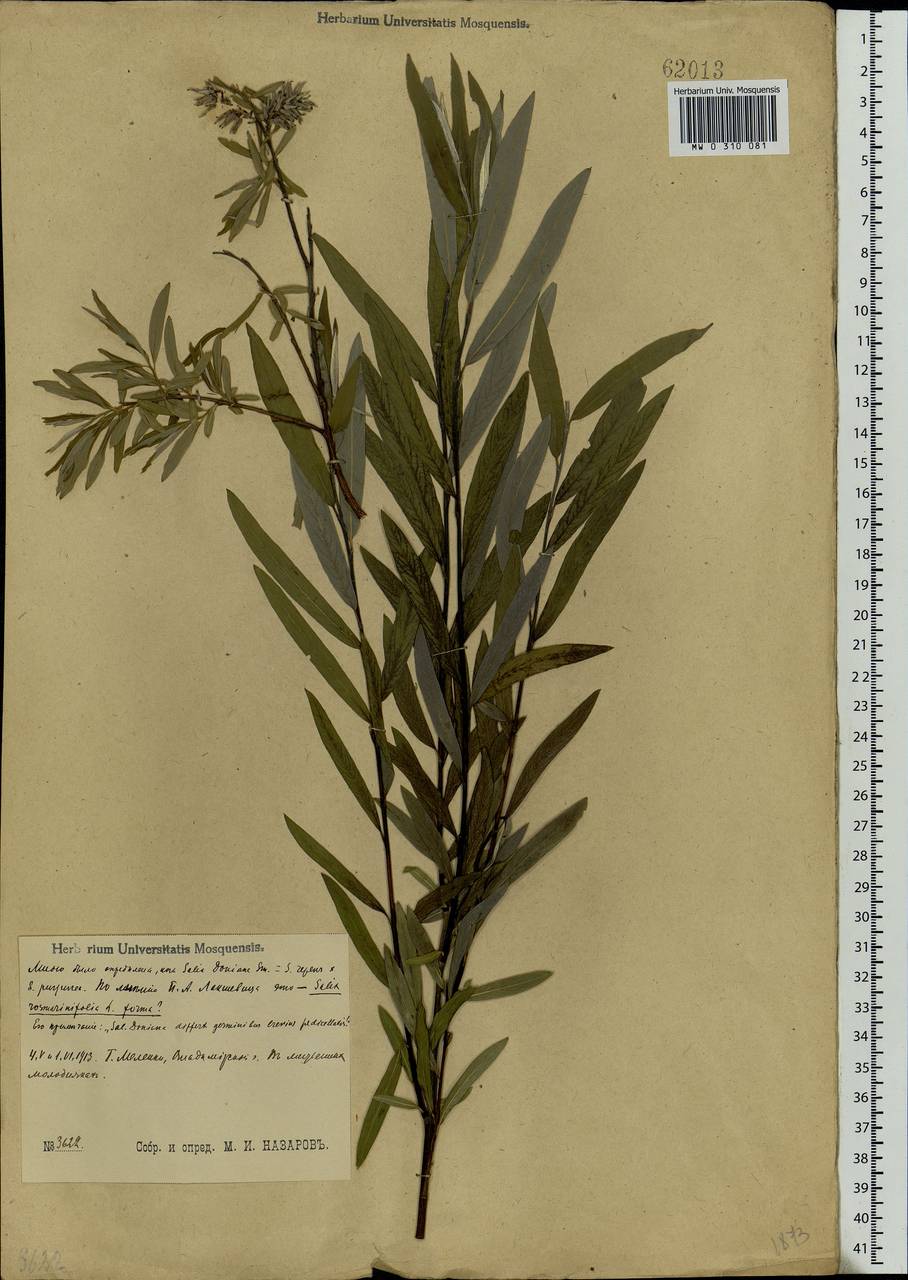 Salix rosmarinifolia L., Eastern Europe, Central region (E4) (Russia)