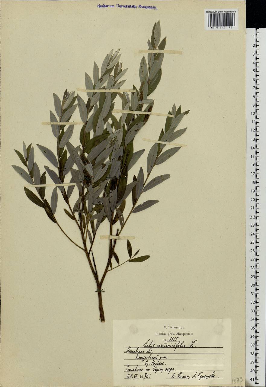 Salix rosmarinifolia L., Eastern Europe, Moscow region (E4a) (Russia)