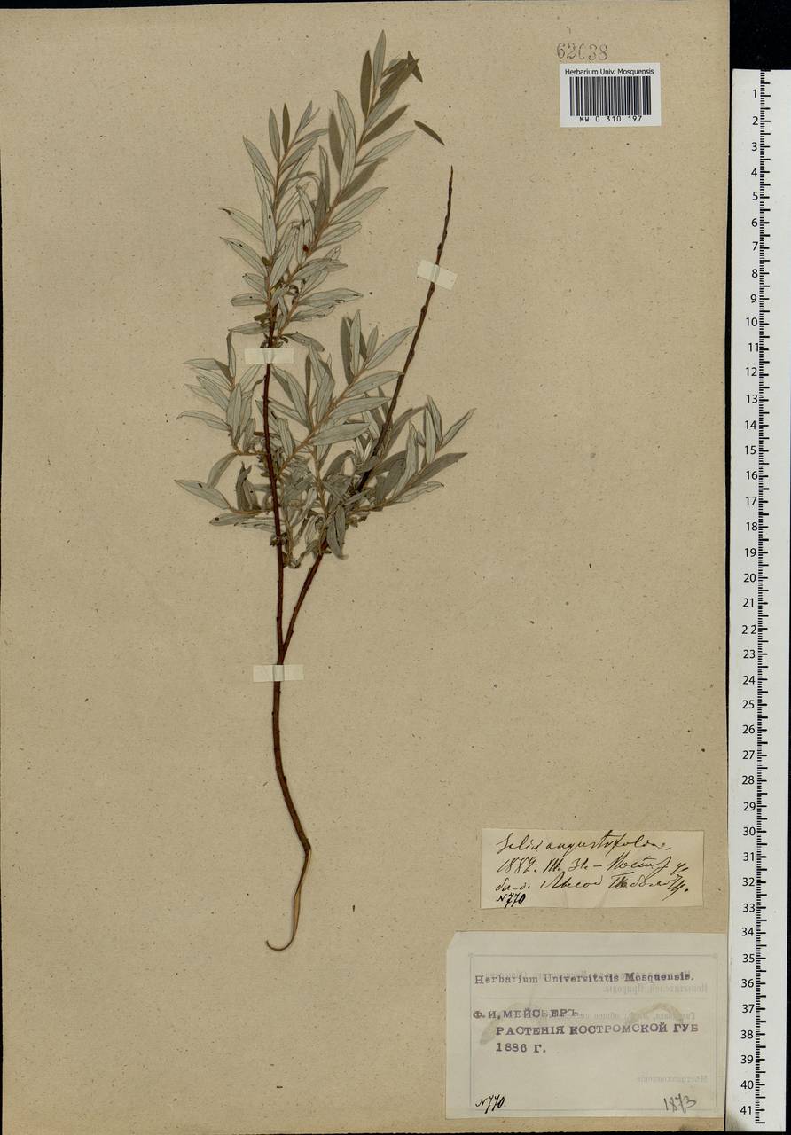 Salix rosmarinifolia L., Eastern Europe, Central forest region (E5) (Russia)