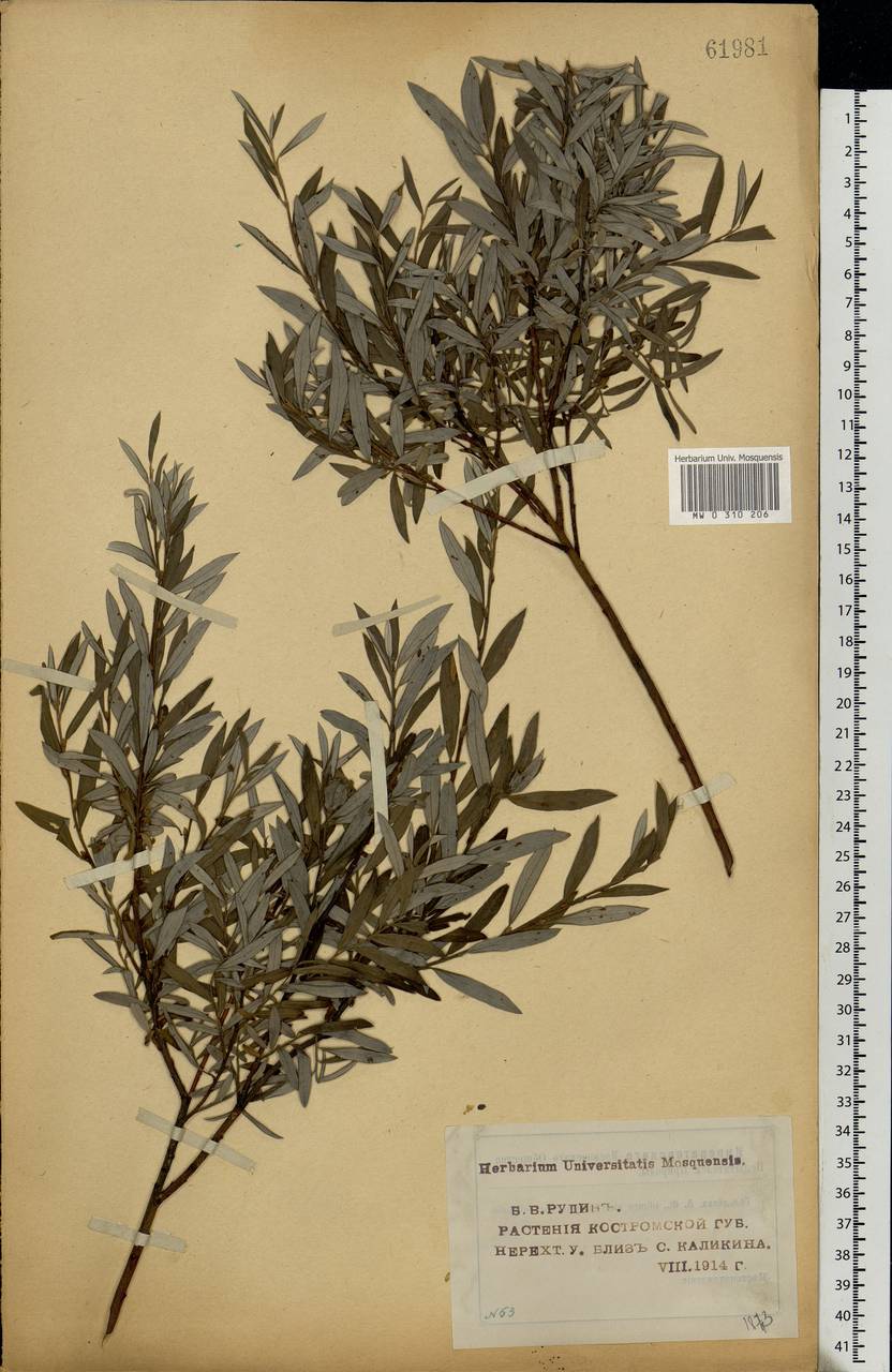 Salix rosmarinifolia L., Eastern Europe, Central forest region (E5) (Russia)