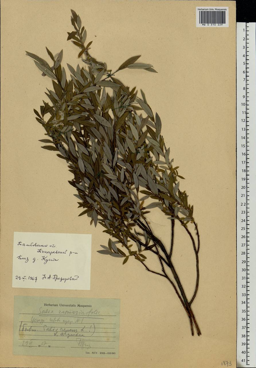Salix rosmarinifolia L., Eastern Europe, Central forest-and-steppe region (E6) (Russia)