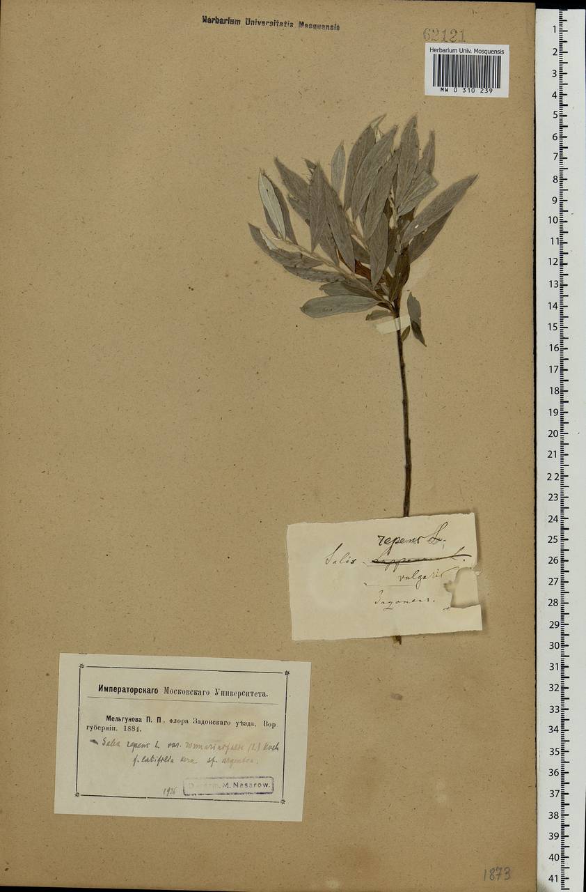 Salix rosmarinifolia L., Eastern Europe, Central forest-and-steppe region (E6) (Russia)