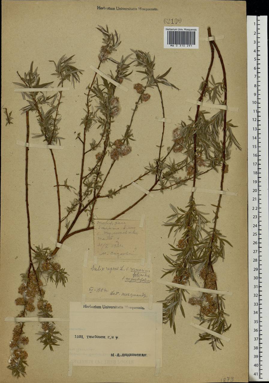 Salix rosmarinifolia L., Eastern Europe, Central forest-and-steppe region (E6) (Russia)