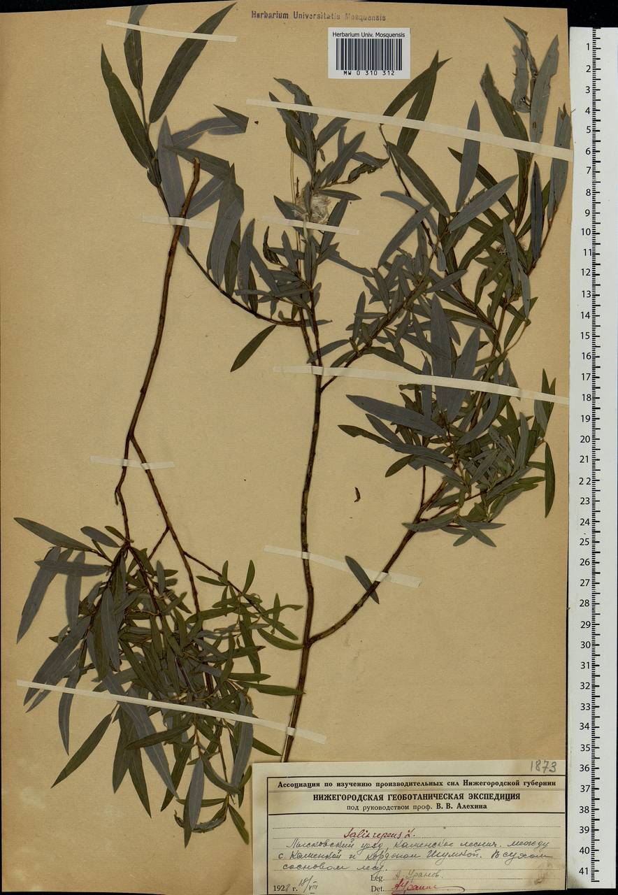 Salix rosmarinifolia L., Eastern Europe, Volga-Kama region (E7) (Russia)