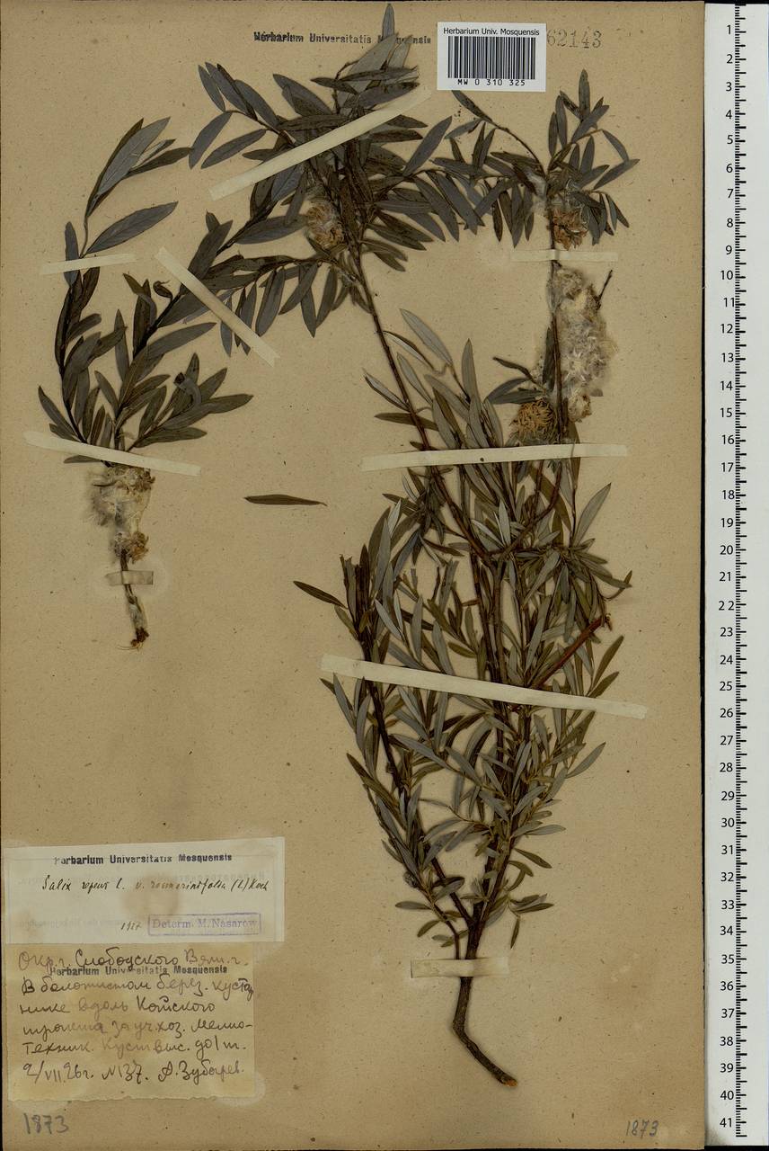 Salix rosmarinifolia L., Eastern Europe, Volga-Kama region (E7) (Russia)