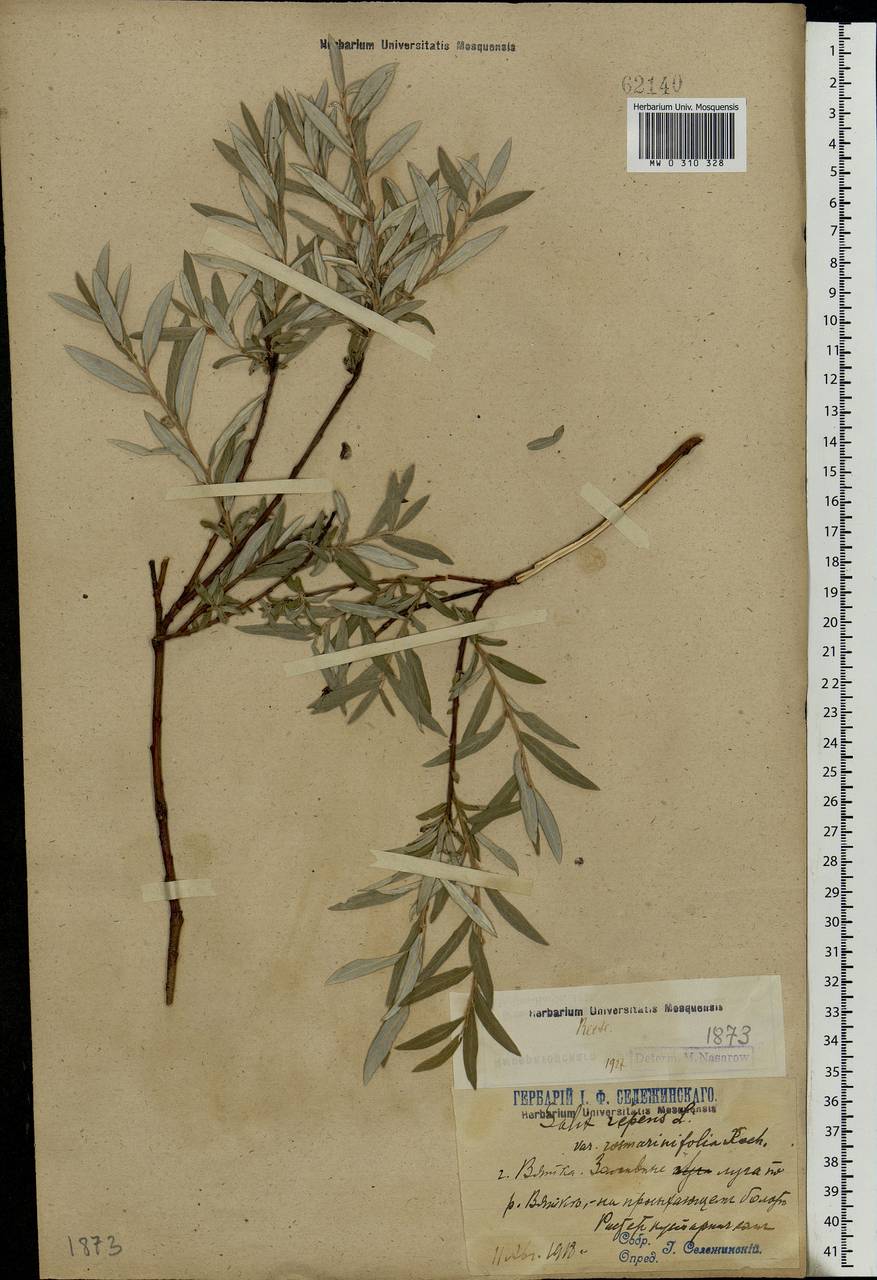 Salix rosmarinifolia L., Eastern Europe, Volga-Kama region (E7) (Russia)