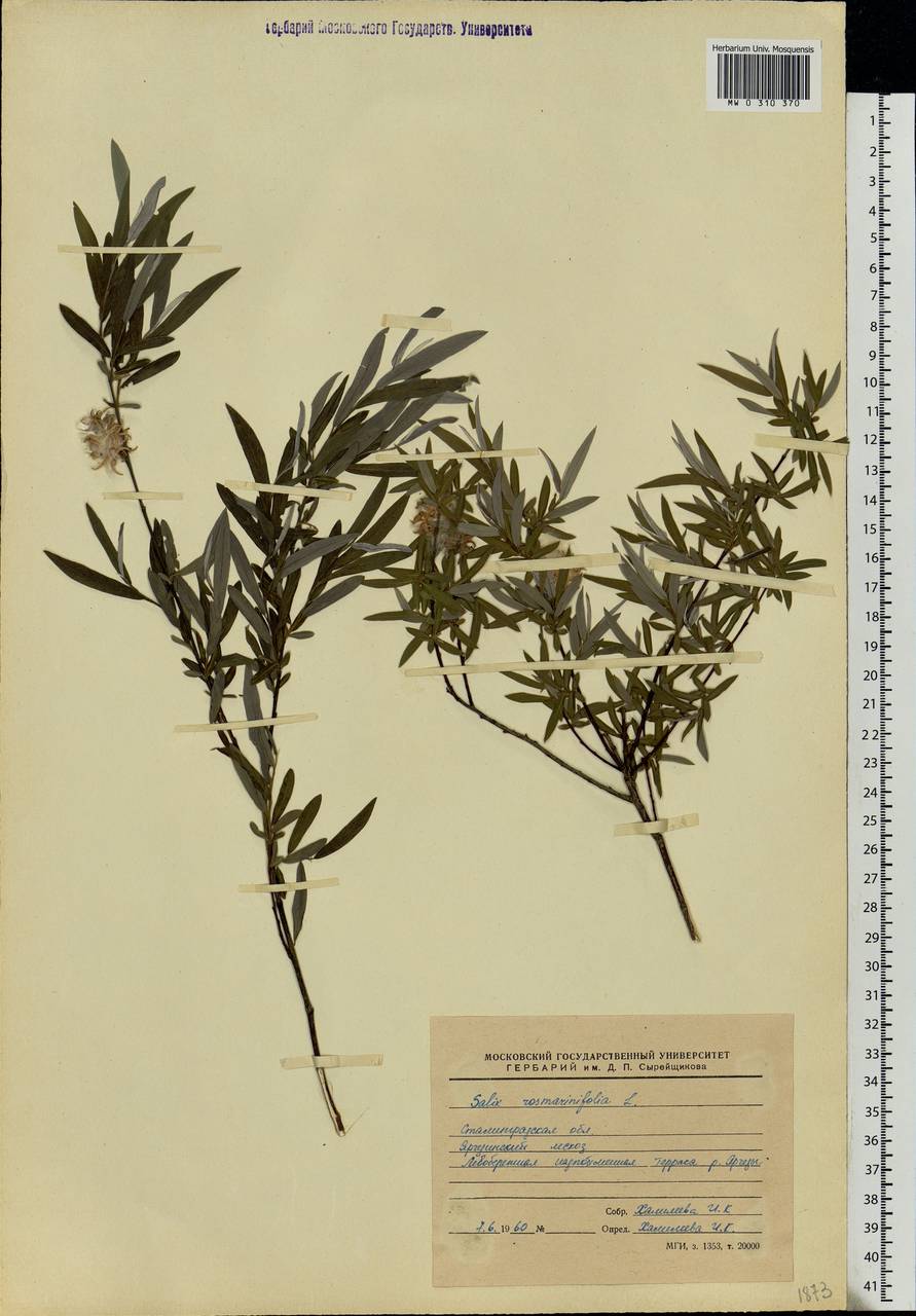 Salix rosmarinifolia L., Eastern Europe, Lower Volga region (E9) (Russia)