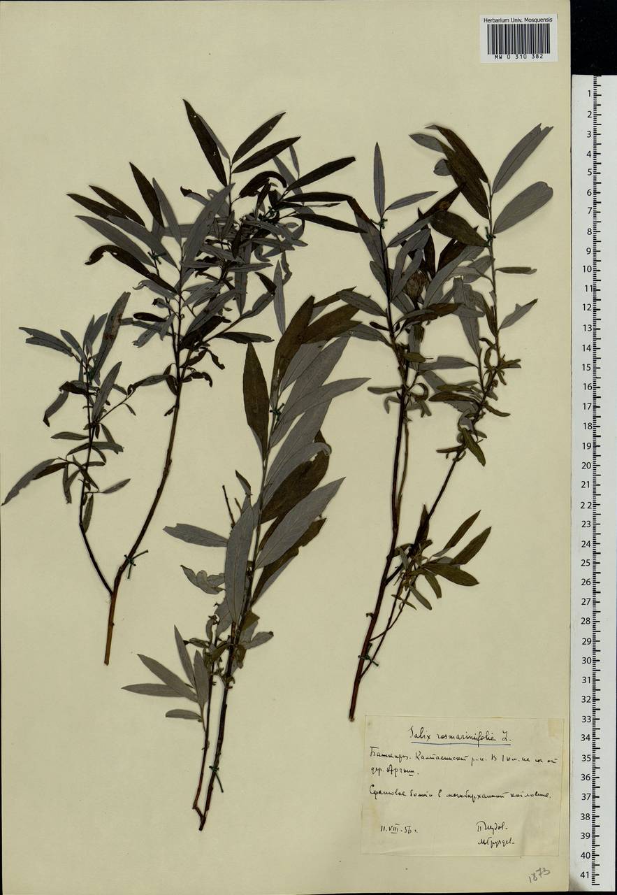 Salix rosmarinifolia L., Eastern Europe, Eastern region (E10) (Russia)