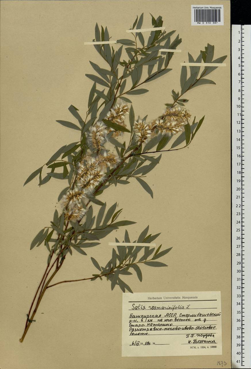 Salix rosmarinifolia L., Eastern Europe, Eastern region (E10) (Russia)