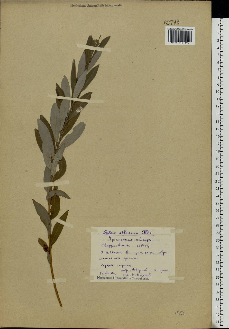 Salix rosmarinifolia L., Eastern Europe, Eastern region (E10) (Russia)