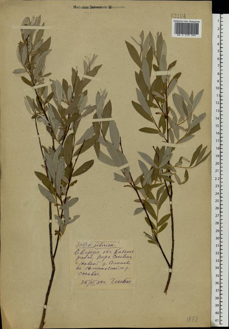 Salix rosmarinifolia L., Eastern Europe, Eastern region (E10) (Russia)