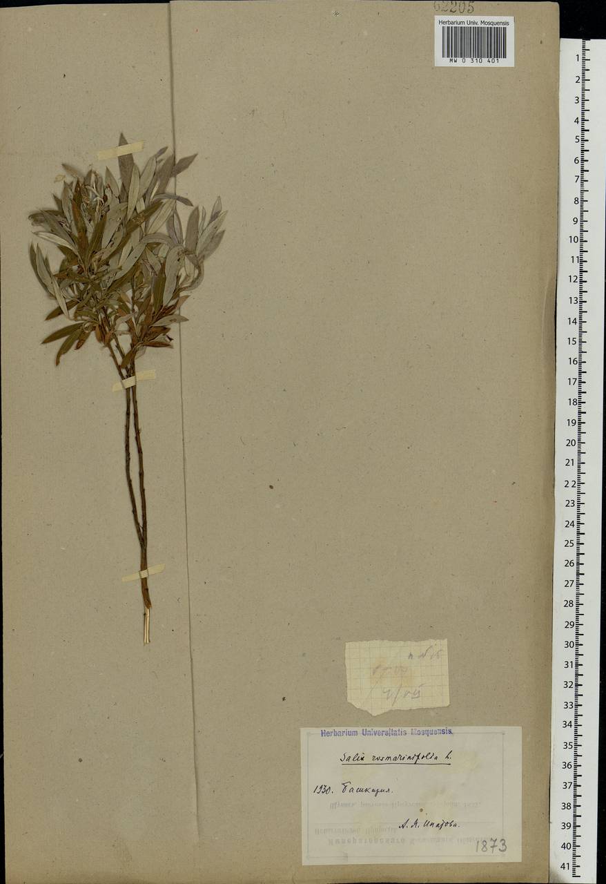 Salix rosmarinifolia L., Eastern Europe, Eastern region (E10) (Russia)