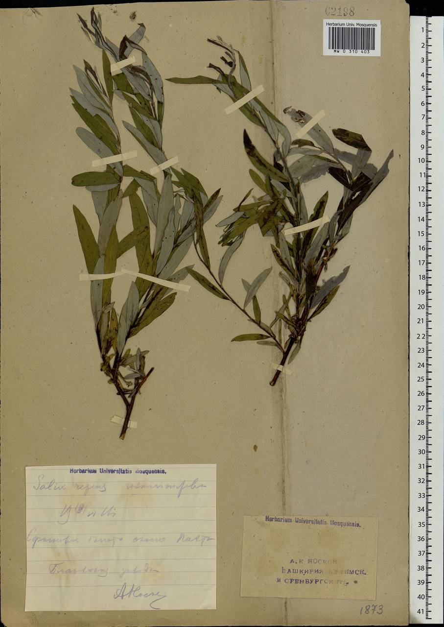 Salix rosmarinifolia L., Eastern Europe, Eastern region (E10) (Russia)