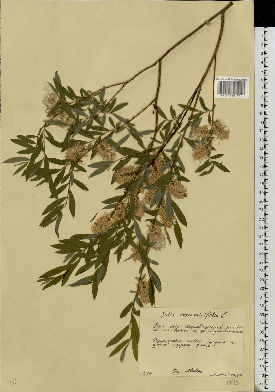 Salix rosmarinifolia L., Eastern Europe, Eastern region (E10) (Russia)