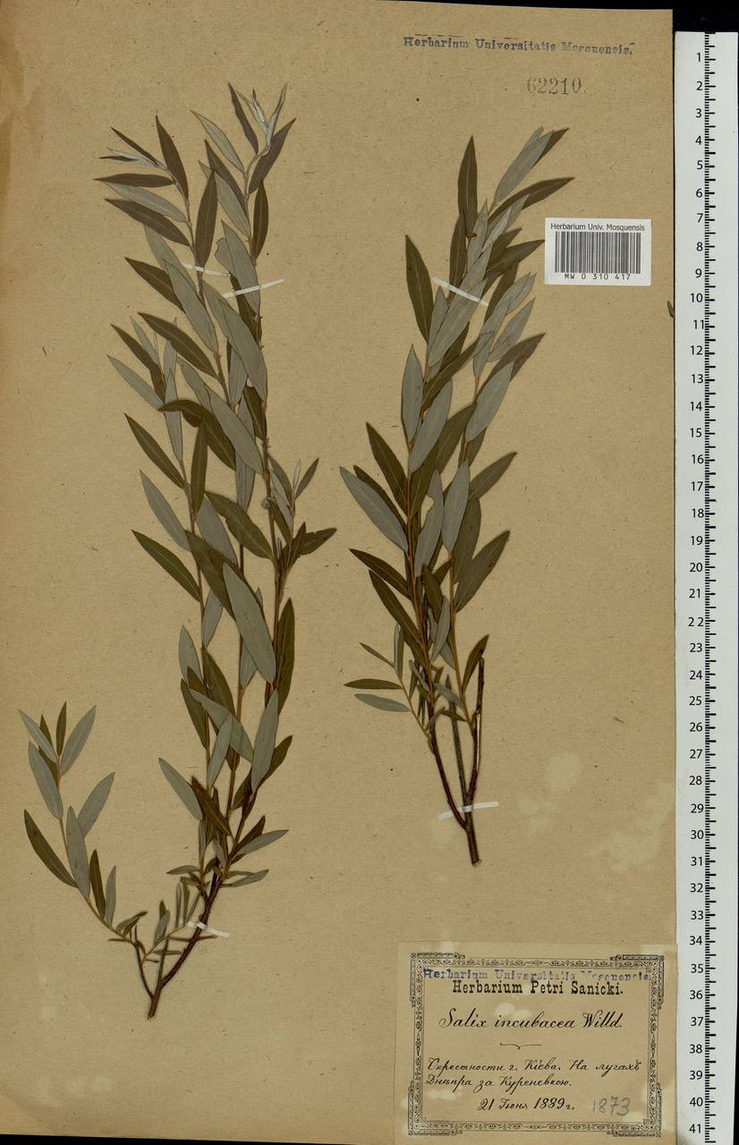 Salix rosmarinifolia L., Eastern Europe, North Ukrainian region (E11) (Ukraine)