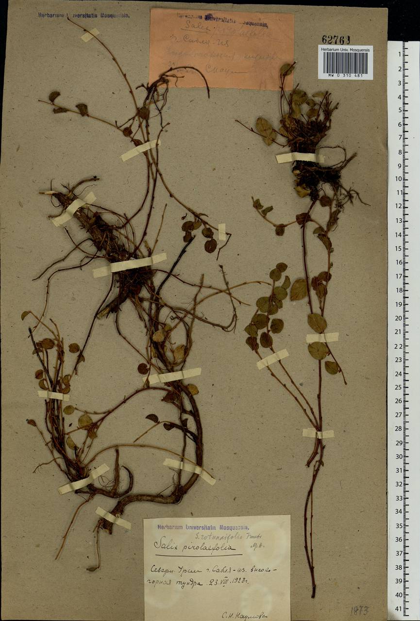 Salix rotundifolia, Eastern Europe, Northern region (E1) (Russia)