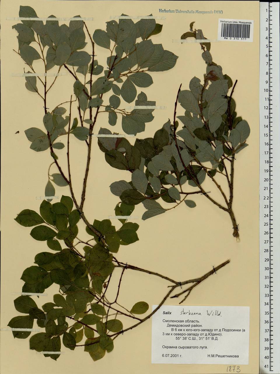 Salix starkeana Willd., Eastern Europe, Western region (E3) (Russia)