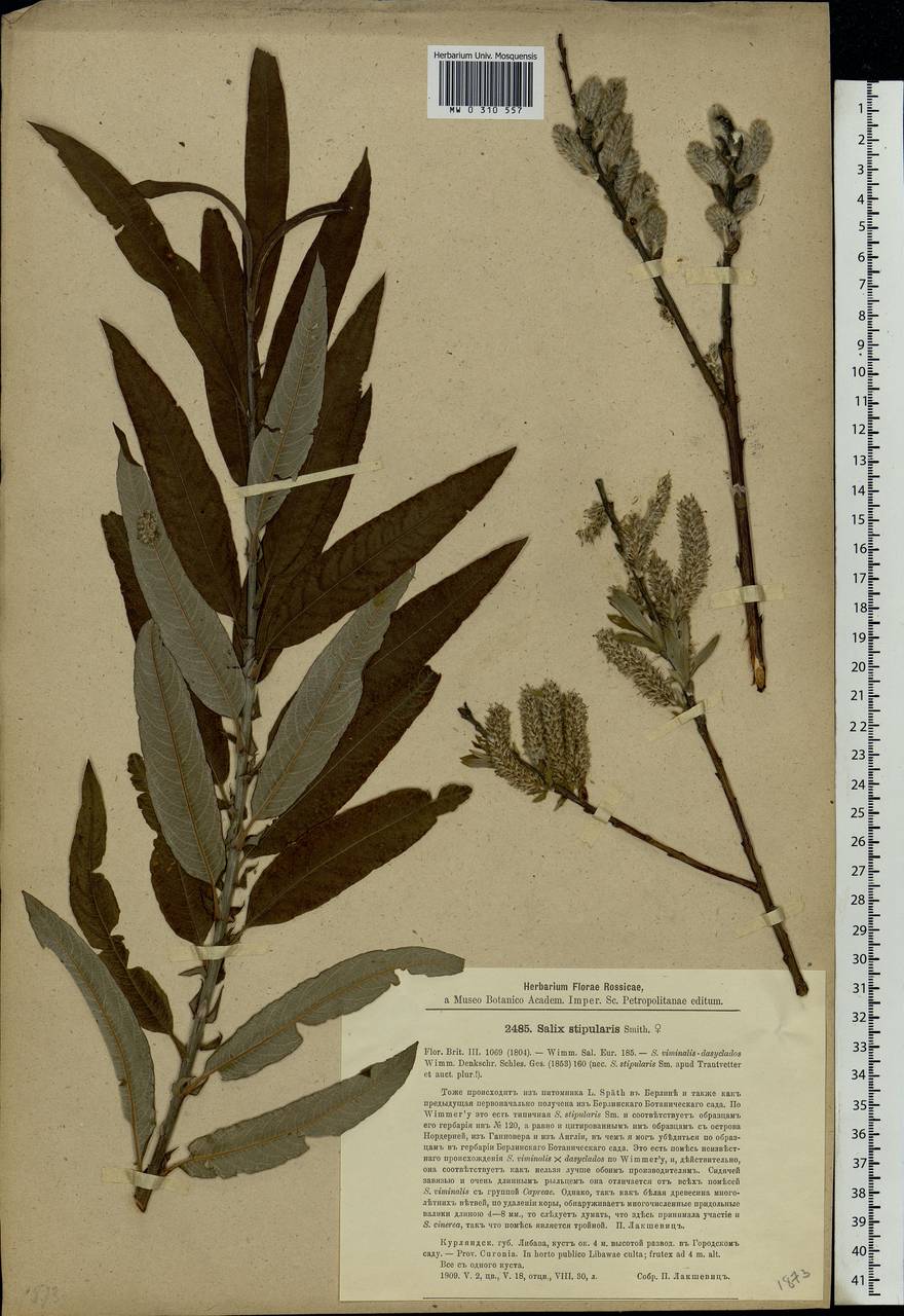 Salix stipularis Sm., Eastern Europe, Latvia (E2b) (Latvia)