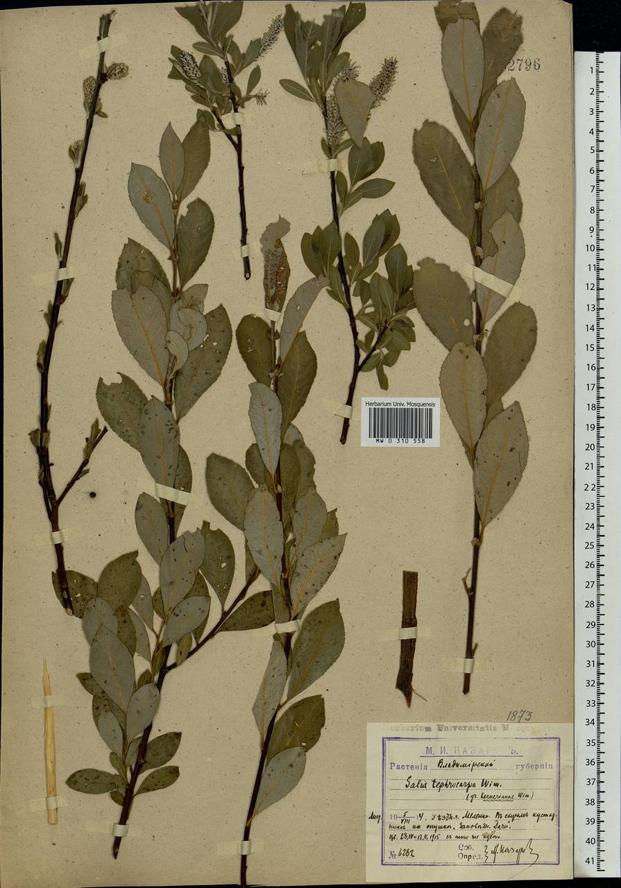Salix tephrocarpa, Eastern Europe, Central region (E4) (Russia)