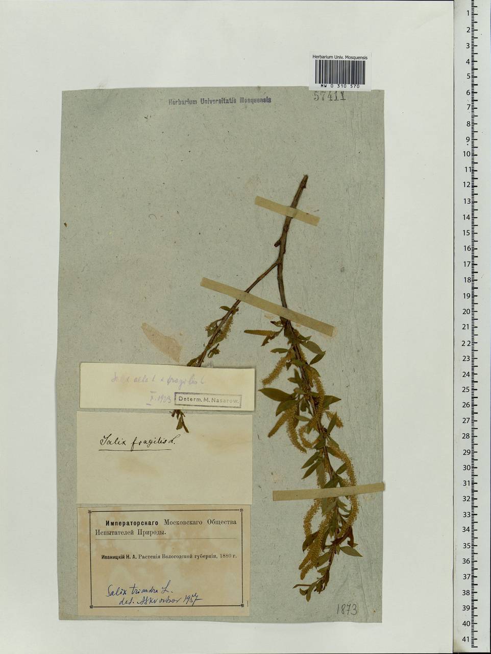 Salix triandra L., Eastern Europe, Northern region (E1) (Russia)