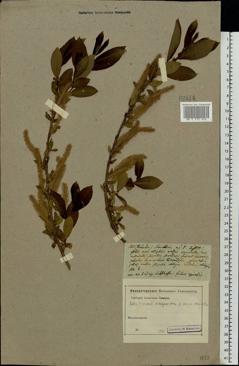 Salix triandra L., Eastern Europe, Western region (E3) (Russia)