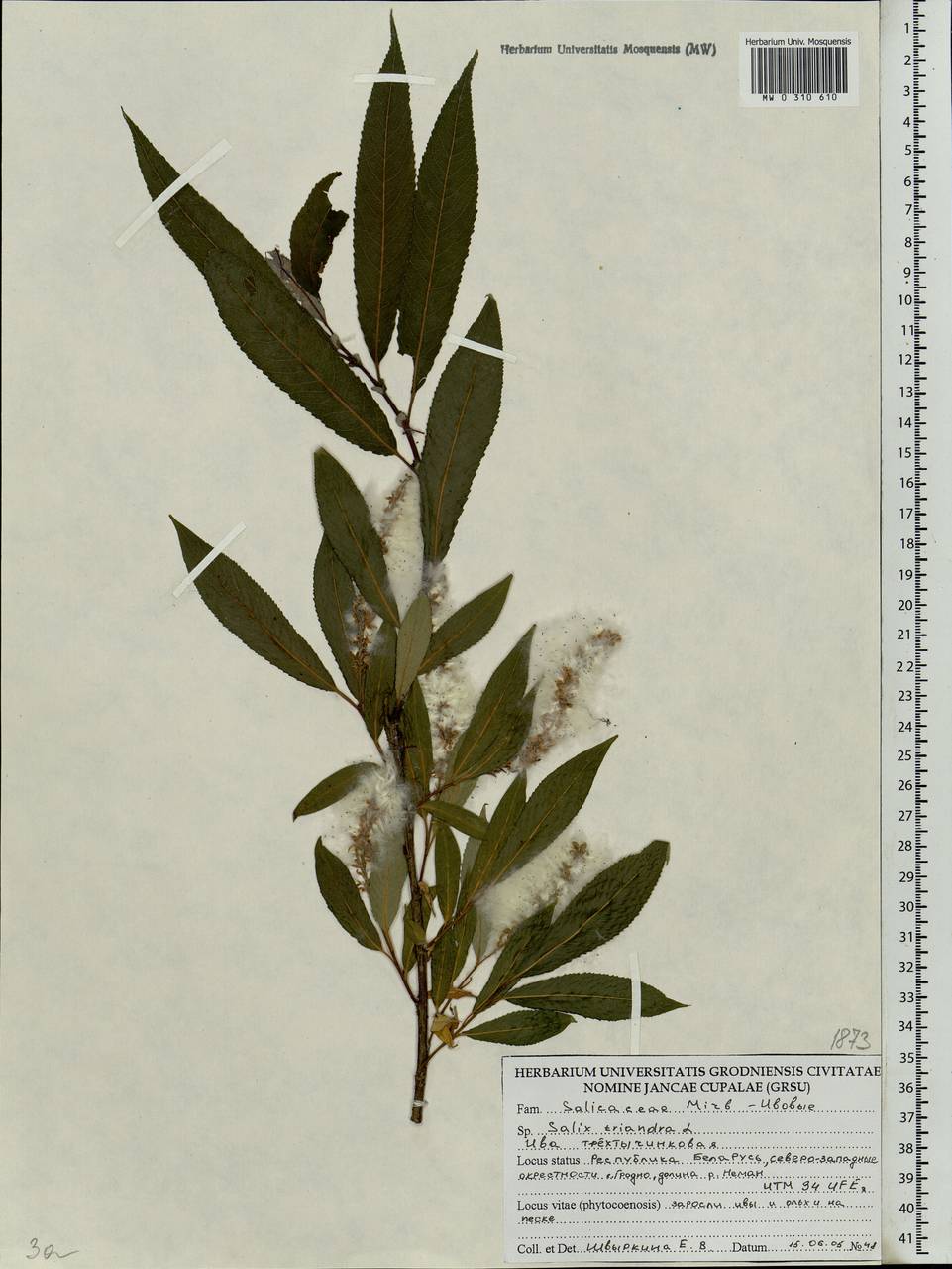 Salix triandra L., Eastern Europe, Belarus (E3a) (Belarus)