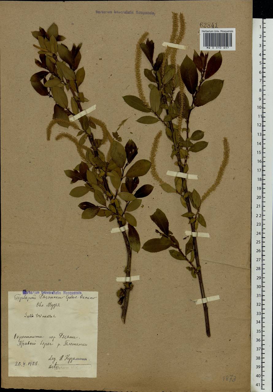 Salix triandra L., Eastern Europe, Central region (E4) (Russia)